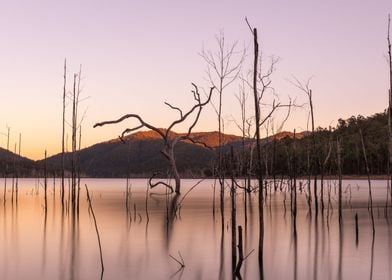 Dead trees over sunset