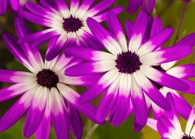 Senetti Flower Trio