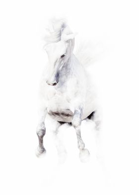 white Horse Frontal