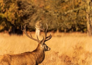 Deer in long grass