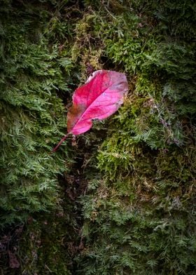 Red leaf on the moss