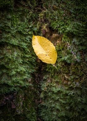 Yellow hornbeam leaf