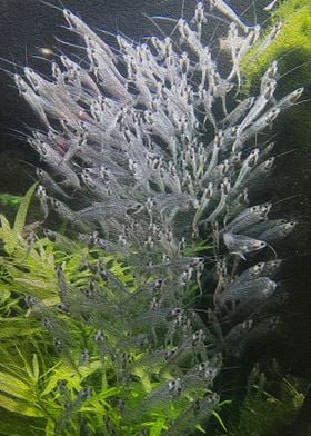 small transparent fishes