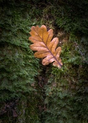 Brown oak leaf on the moss