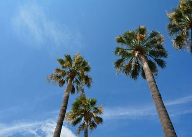 Palm trees