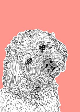 Cockapoo Dog Portrait