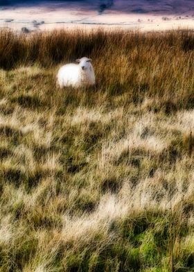 Sheep on hillside