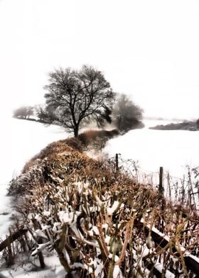 Winter Hedgerow