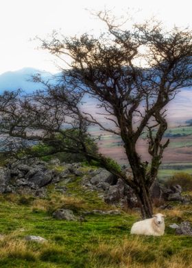 Sheep under the  tree