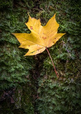 Maple tree yellow leaf