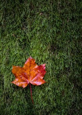 rusty red maple tree leaf