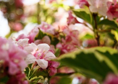 Pink Flowers