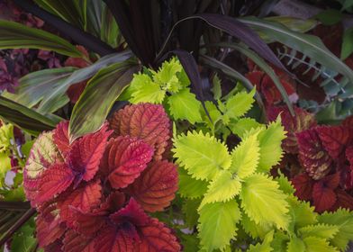 Colorful Plant Arrangement
