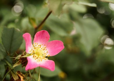 Lone Pink