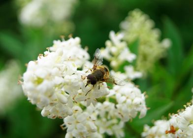 Hoverfly