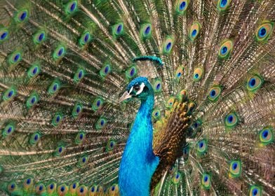 The Peacock