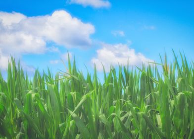 August Corn Field