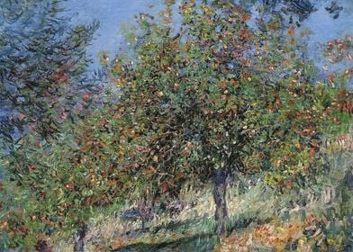 Apple Trees on the Chantem