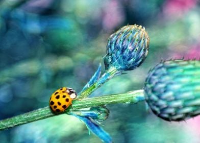 Ladybird  in blue 