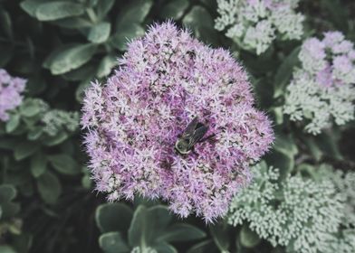 Bee on Flower Vintage