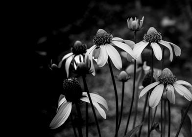 Black and White flowers