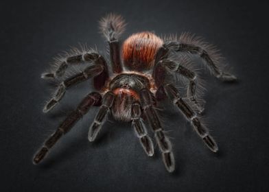 Tarantula