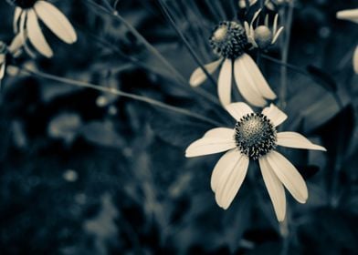 Flowers in a garden