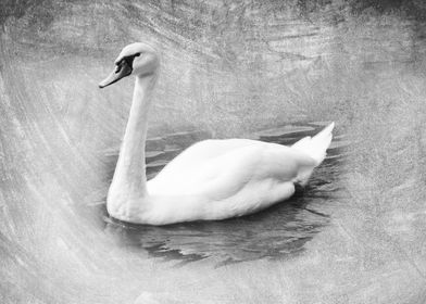 An Elegant Swan
