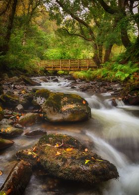 Autumn leaves on the river