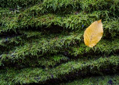 Yellow hornbeam tree leaf