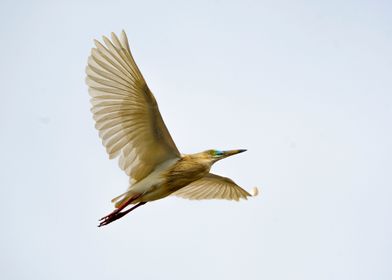 Little Egret