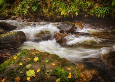 Autumn at Melincourt Brook