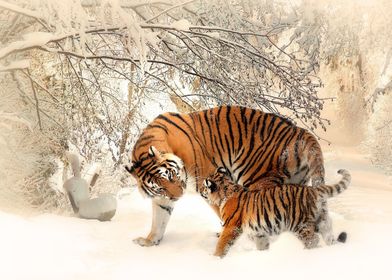 Snow Tigers