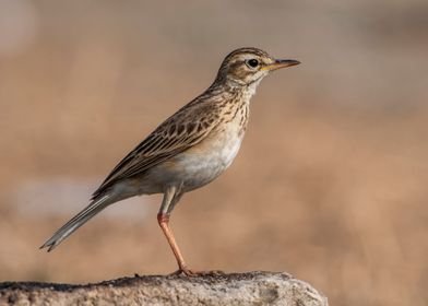 Sparrow Lark