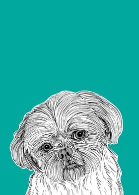 Shih Tzu Dog Portrait 