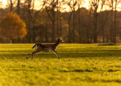 Calf running