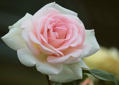 A rose with white pink col