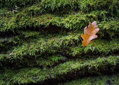 Brown oak leaf on the moss