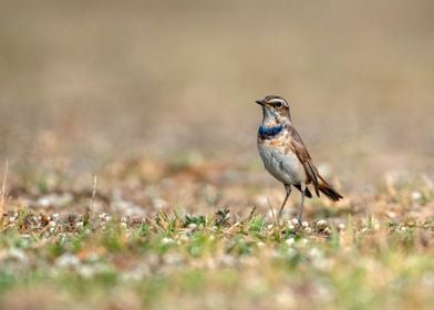 Bluethroat Bird