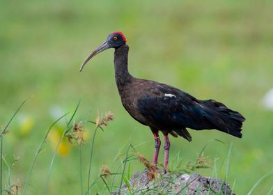 Red naped Ibis