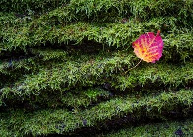 Red leaf on fallen tree