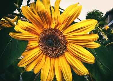 Last sunflower in autumn