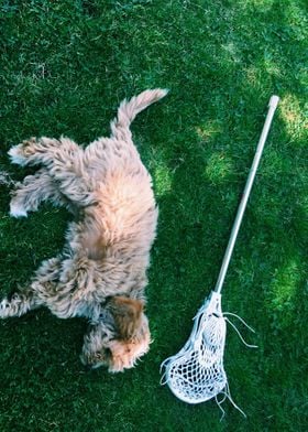 Lacrosse Dog