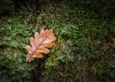 Brown oak leaf on the moss