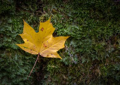 Yellow maple tree leaf