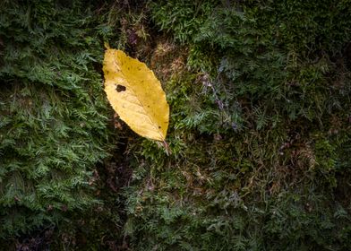 Yellow hornbeam tree leaf