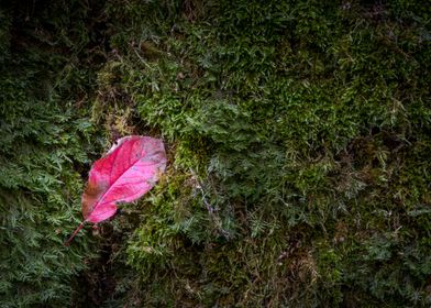 Red leaf on the wet moss