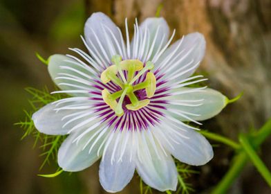 flor de Caguasa
