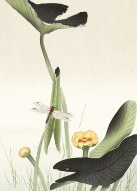 Dragonfly on Lotus flower