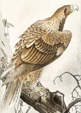 Eagle Japanese woodblock